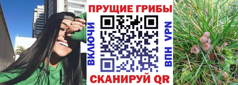 закладка  Киренск  Галлюциногенные грибы Psilocybe 